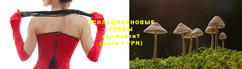 Галлюциногенные грибы Psilocybe  Венёв 